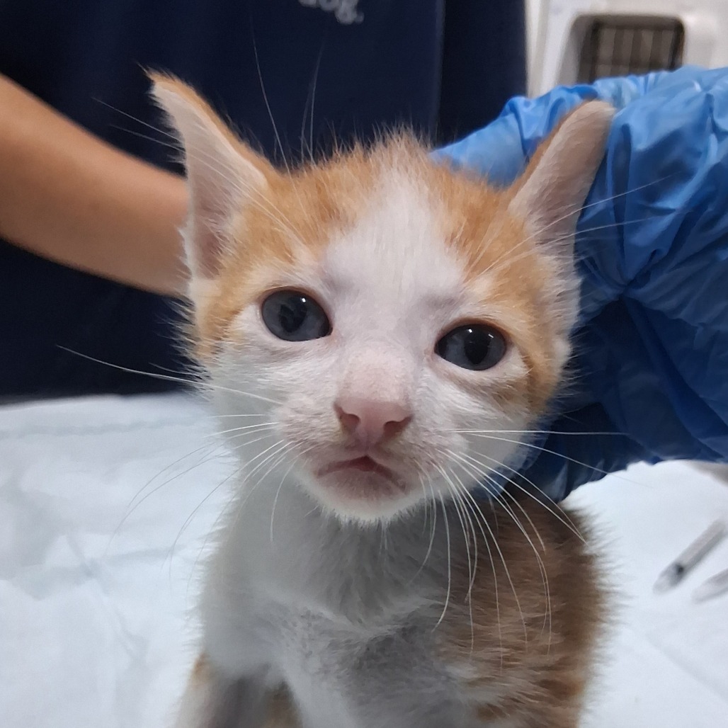 A close-up of a small orange and white kitten with big eyes, being held by a person in a blue glove.