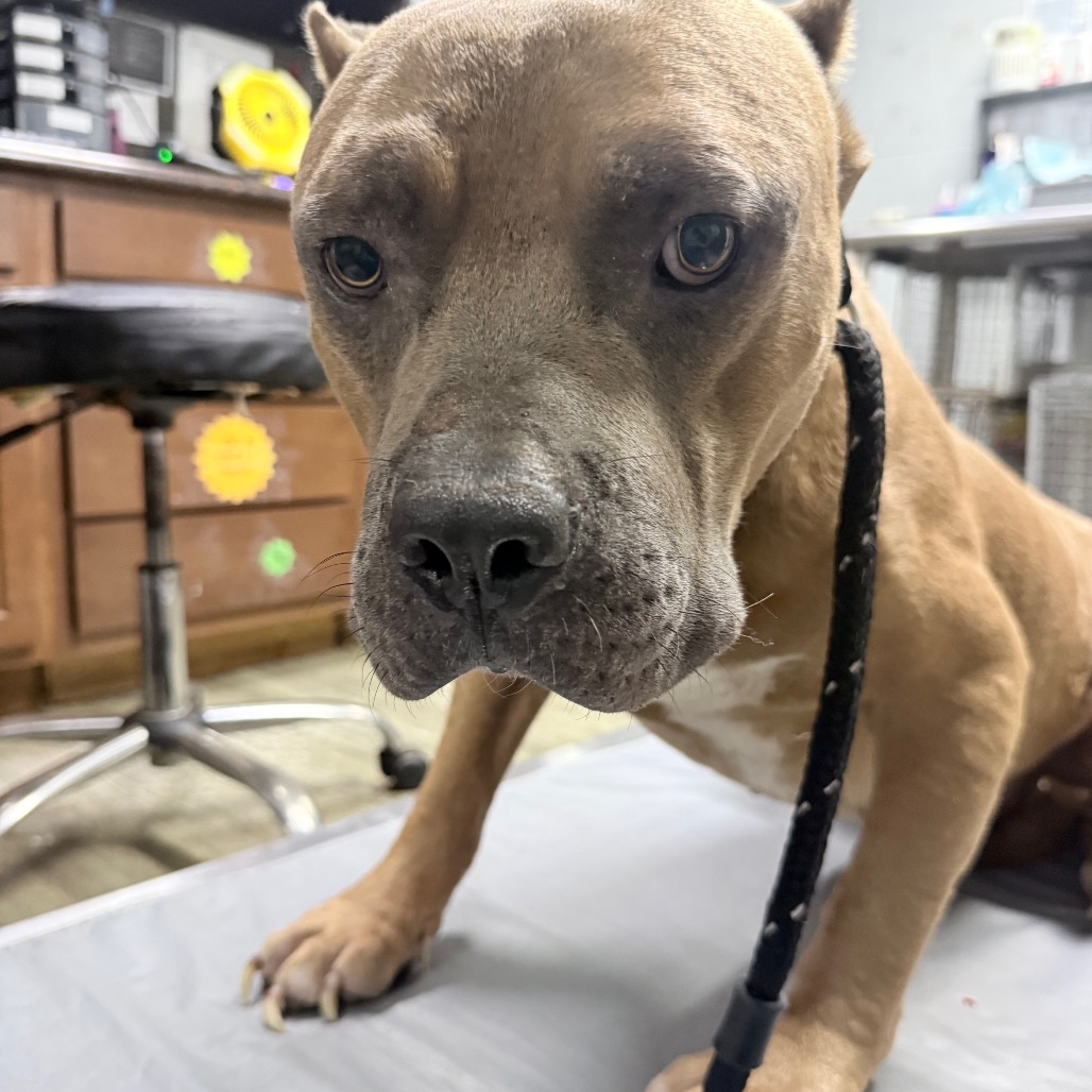 A brown dog sits on a gray surface, looking directly at the camera in a veterinary setting.