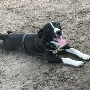 A black and white dog lies on sandy ground, panting happily with its tongue out.