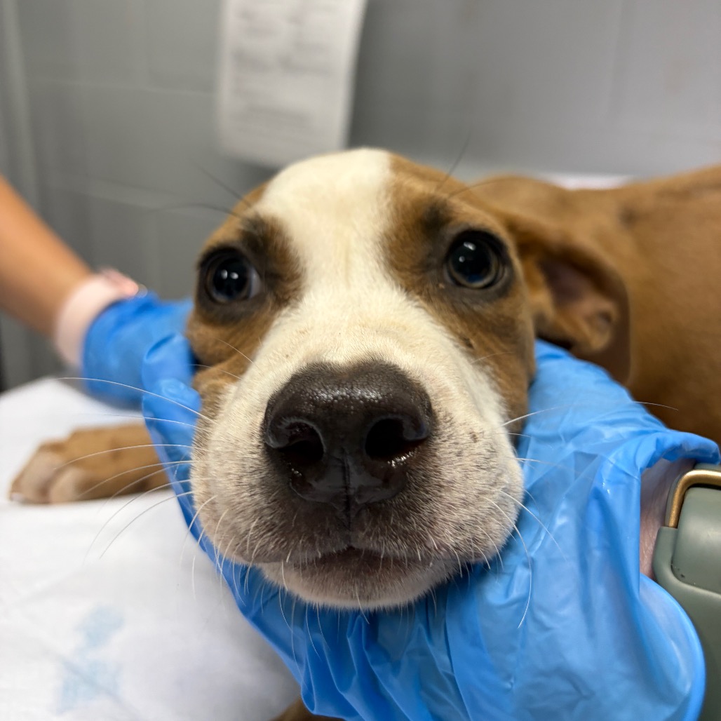 A close-up of a dog's face being gently held by a person wearing blue gloves.