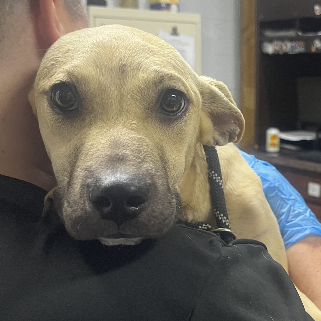 A light-colored dog rests on a person's shoulder, looking directly at the camera.