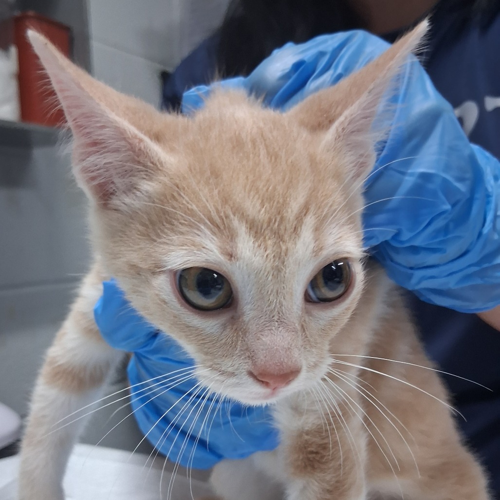 A person in blue gloves holds a curious orange kitten in a veterinary setting.