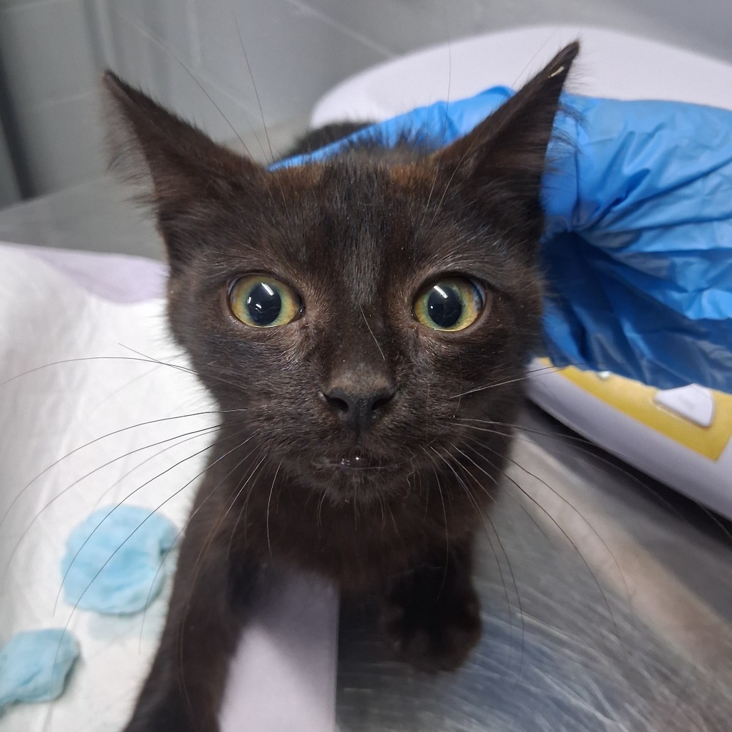 A black cat with large eyes is being gently petted by a gloved hand.