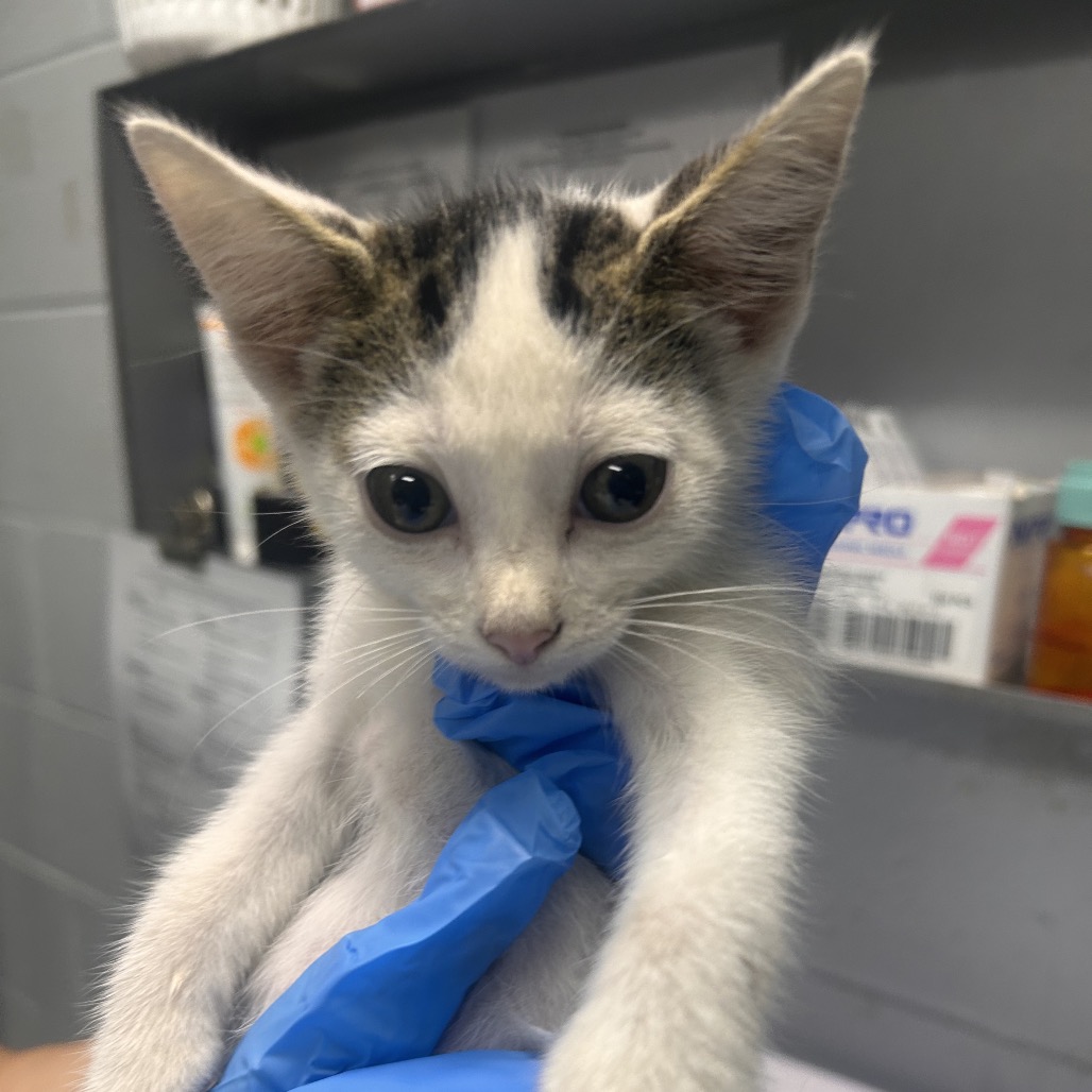 A person holds a small kitten wrapped in a blue cloth, with medical supplies in the background.