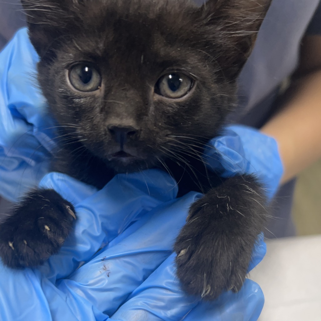 A person in blue gloves holds a small black kitten, showcasing its face and paws.