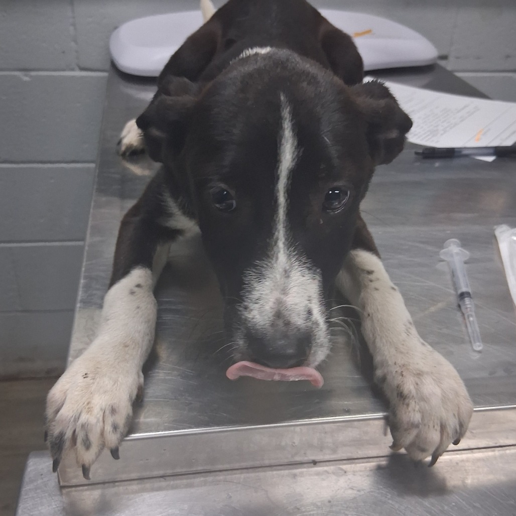 A black and white puppy lies on a metal table, licking its lips, with a syringe nearby.