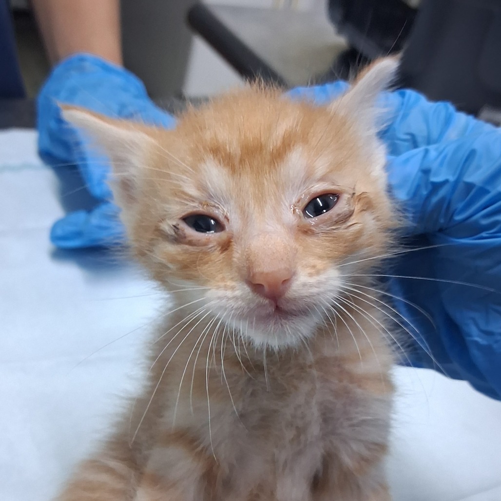 A small orange kitten with watery eyes is being held by a person wearing blue gloves.