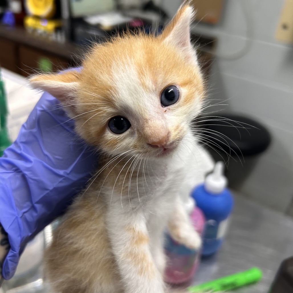 A small orange and white kitten is held by a person wearing a blue glove.