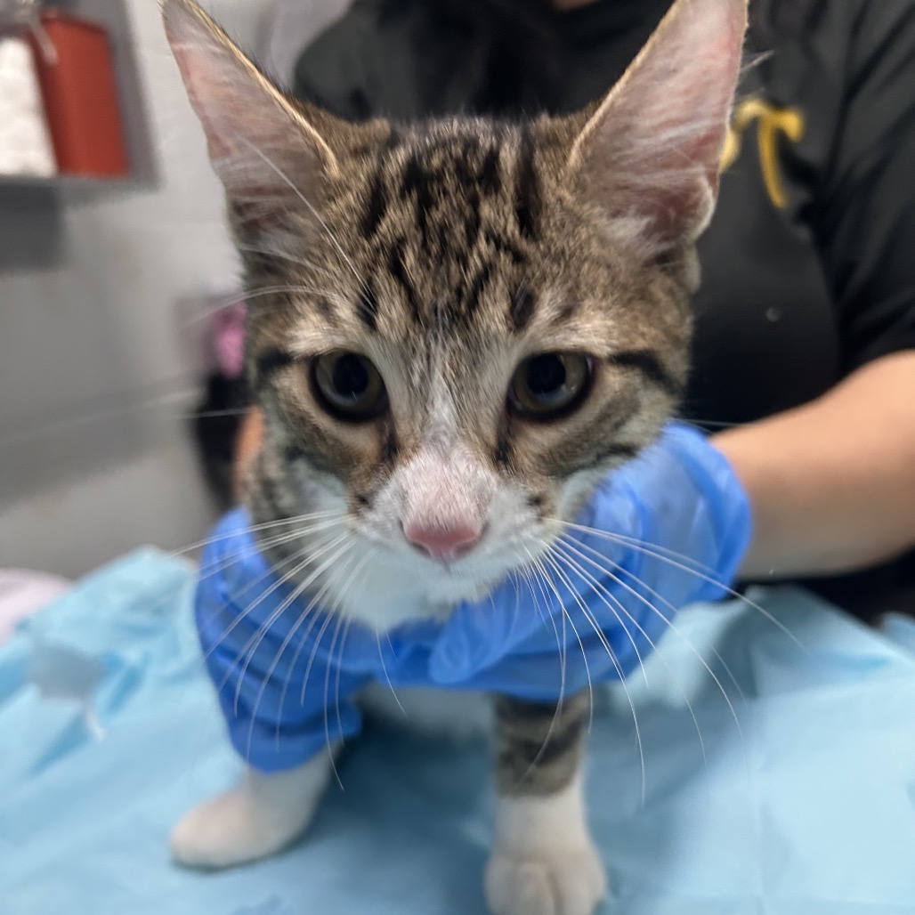 A tabby kitten stands on a blue surface, held by a person wearing blue gloves.