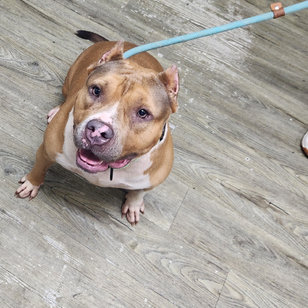 A brown and white dog sits on a wooden floor, looking up with a happy expression, attached to a blue leash.