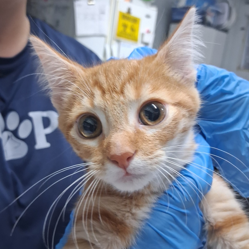 A person in blue gloves holds a close-up of an orange tabby kitten with large eyes.