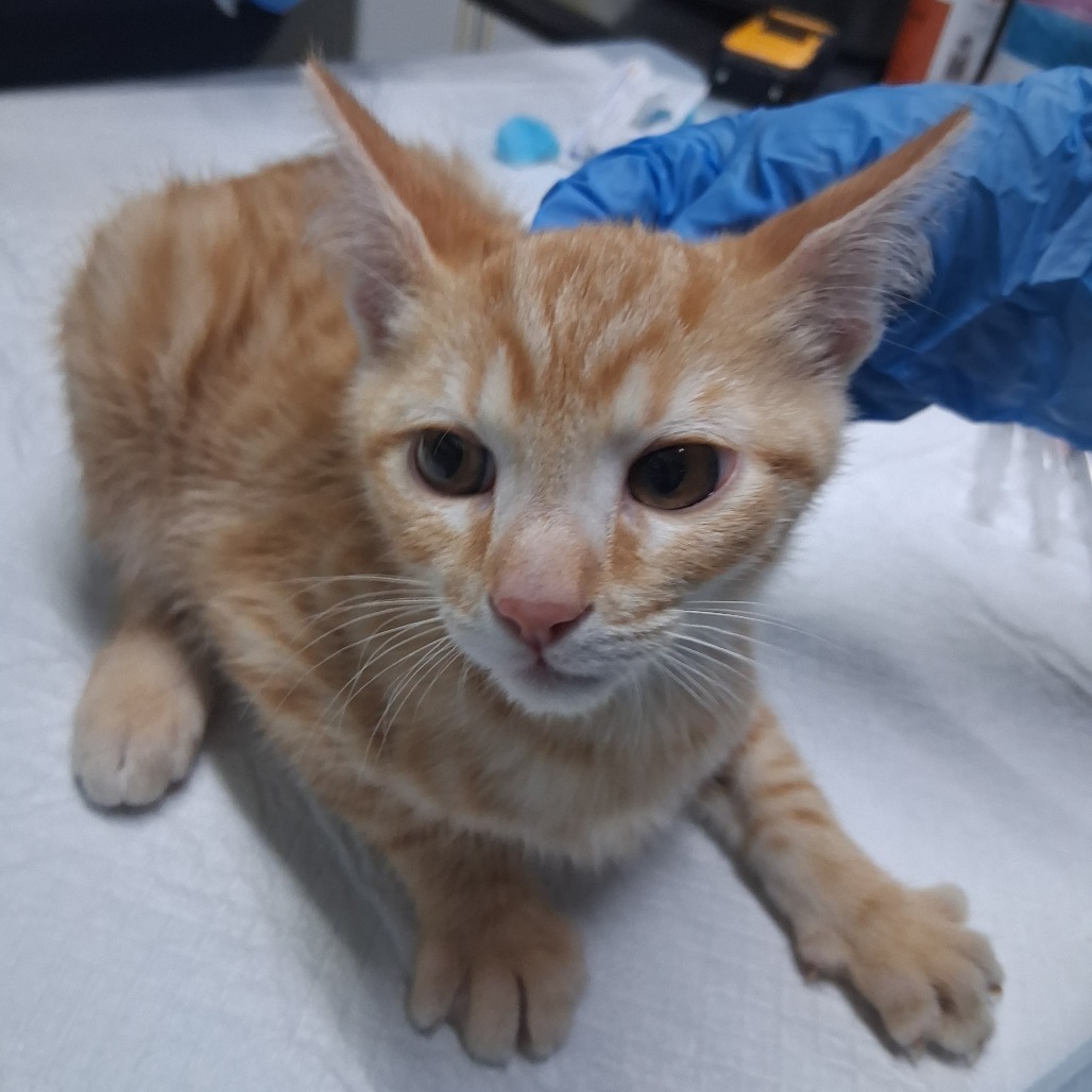 A small orange tabby kitten sits on a table, looking curiously at the camera. A gloved hand is nearby.