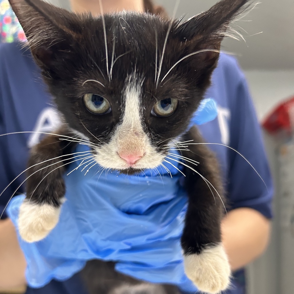 A person in blue gloves holds a black and white kitten, showcasing its curious expression.