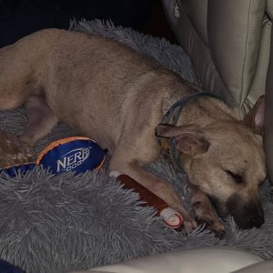 A sleeping dog rests on a fluffy rug, surrounded by toys, including a Nerf ball and a chew stick.