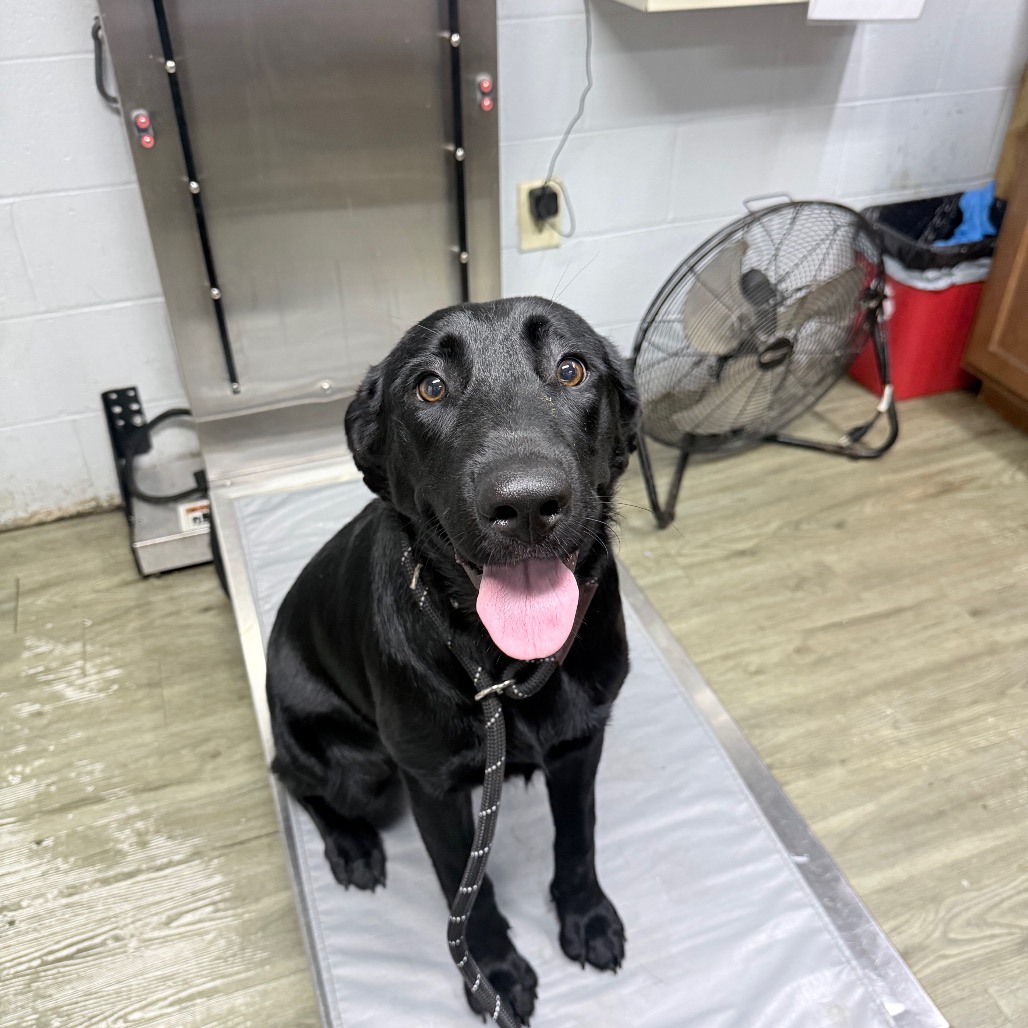 A black dog sits on a grooming table, looking at the camera with its tongue out. A fan is in the background.