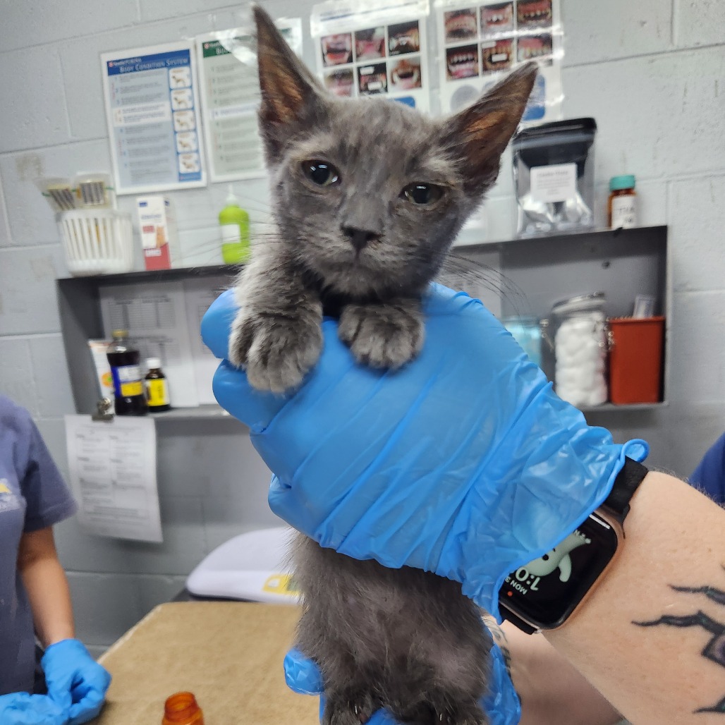 A person in blue gloves holds a gray kitten in a veterinary setting. Supplies are visible in the background.