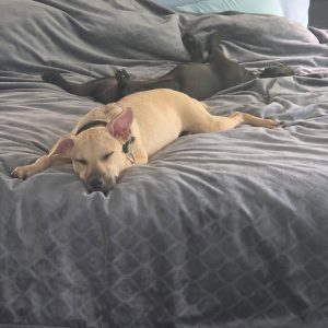 Two dogs sleep on a bed, one tan with closed eyes and the other black with paws in the air.