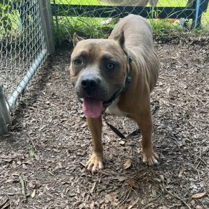 A brown dog with a blue collar stands in a fenced area, looking at the camera with its tongue out.