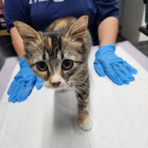 A calico cat approaches a person wearing blue gloves, set on a white surface.