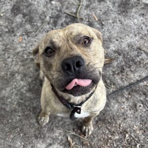 A playful dog with a short coat sticks out its tongue, looking up at the camera.