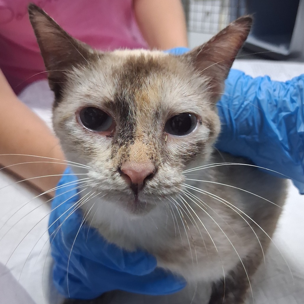A person in blue gloves gently holds a cat with a dirty face, focusing on its eyes and expression.