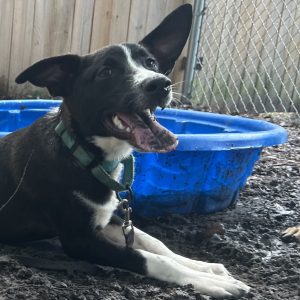 A black and white dog sits on the ground, panting near a blue kiddie pool.