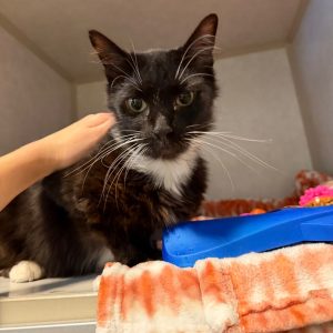 A black and white cat receives gentle pets from a hand, surrounded by colorful blankets and toys.