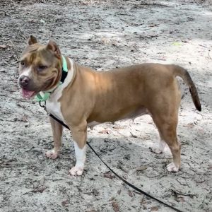 A brown and white dog stands on sandy ground, wearing a green collar and leash.