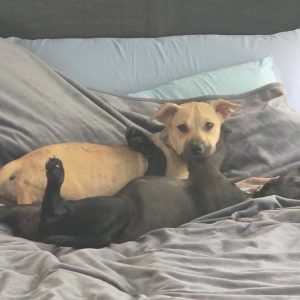 Two dogs cuddle on a bed, one black and one tan, with their legs playfully intertwined.