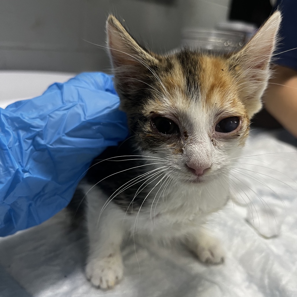 A small calico kitten with watery eyes sits on a table, a gloved hand gently reaching towards it.