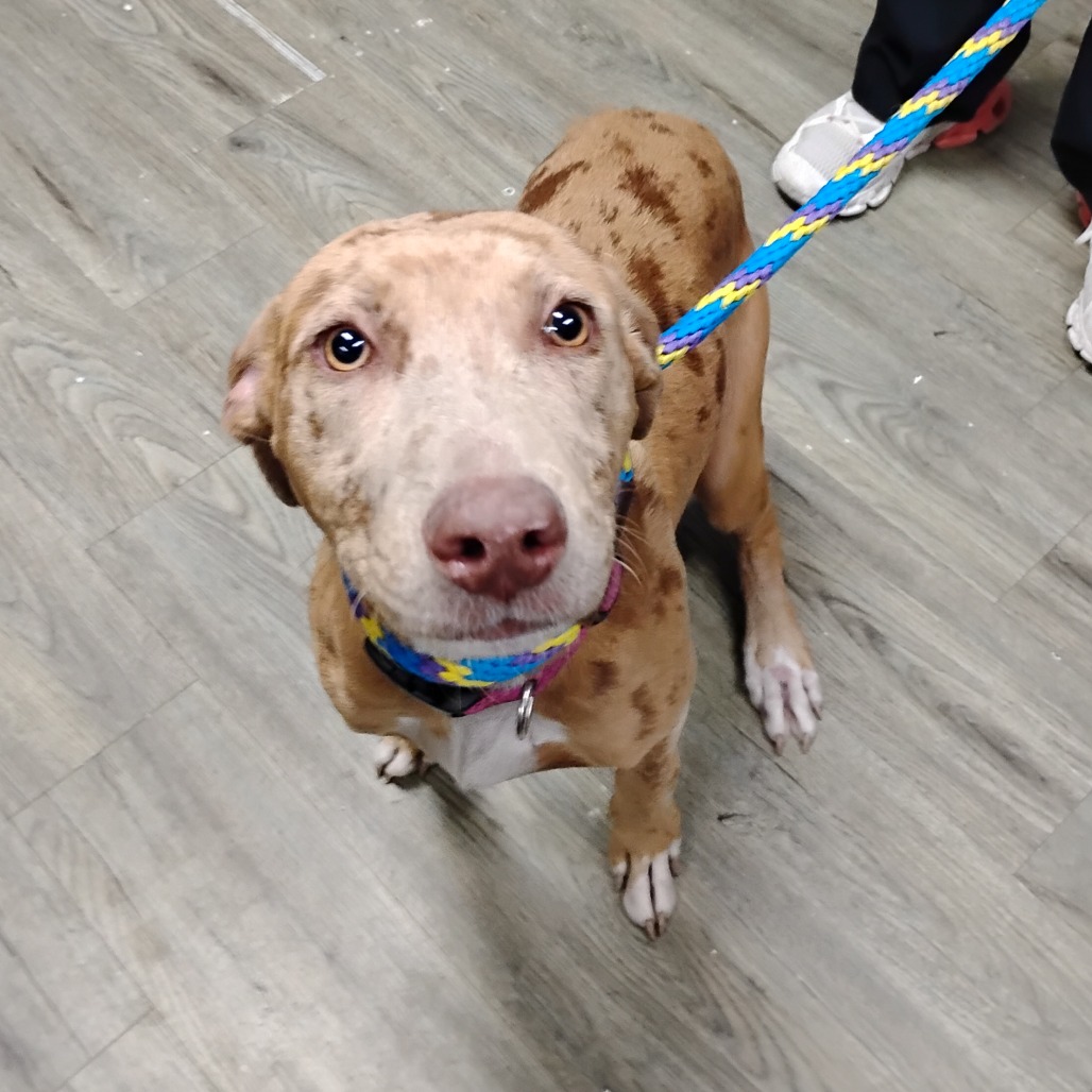 A light brown dog with spots sits on a wooden floor, looking up with a colorful leash attached.