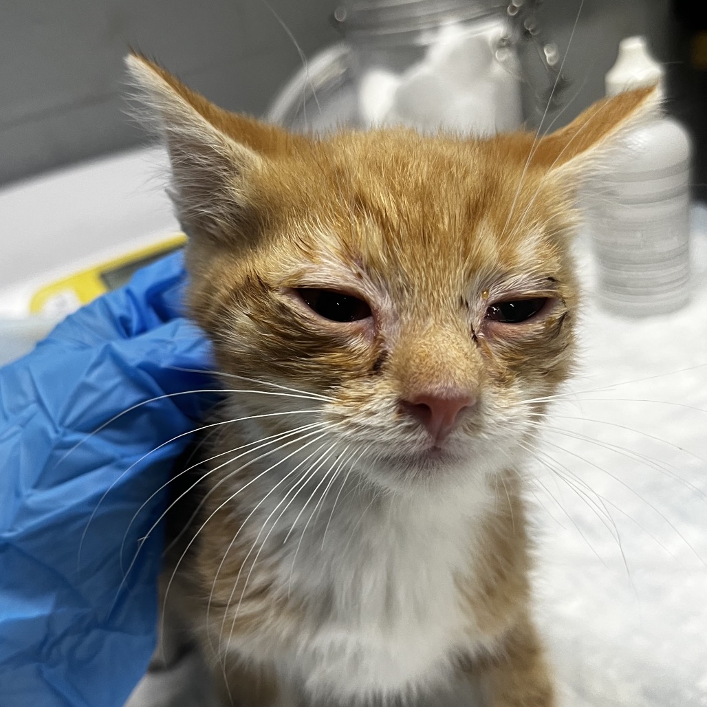 A small orange kitten with swollen eyes is being gently held by a person wearing a blue glove.