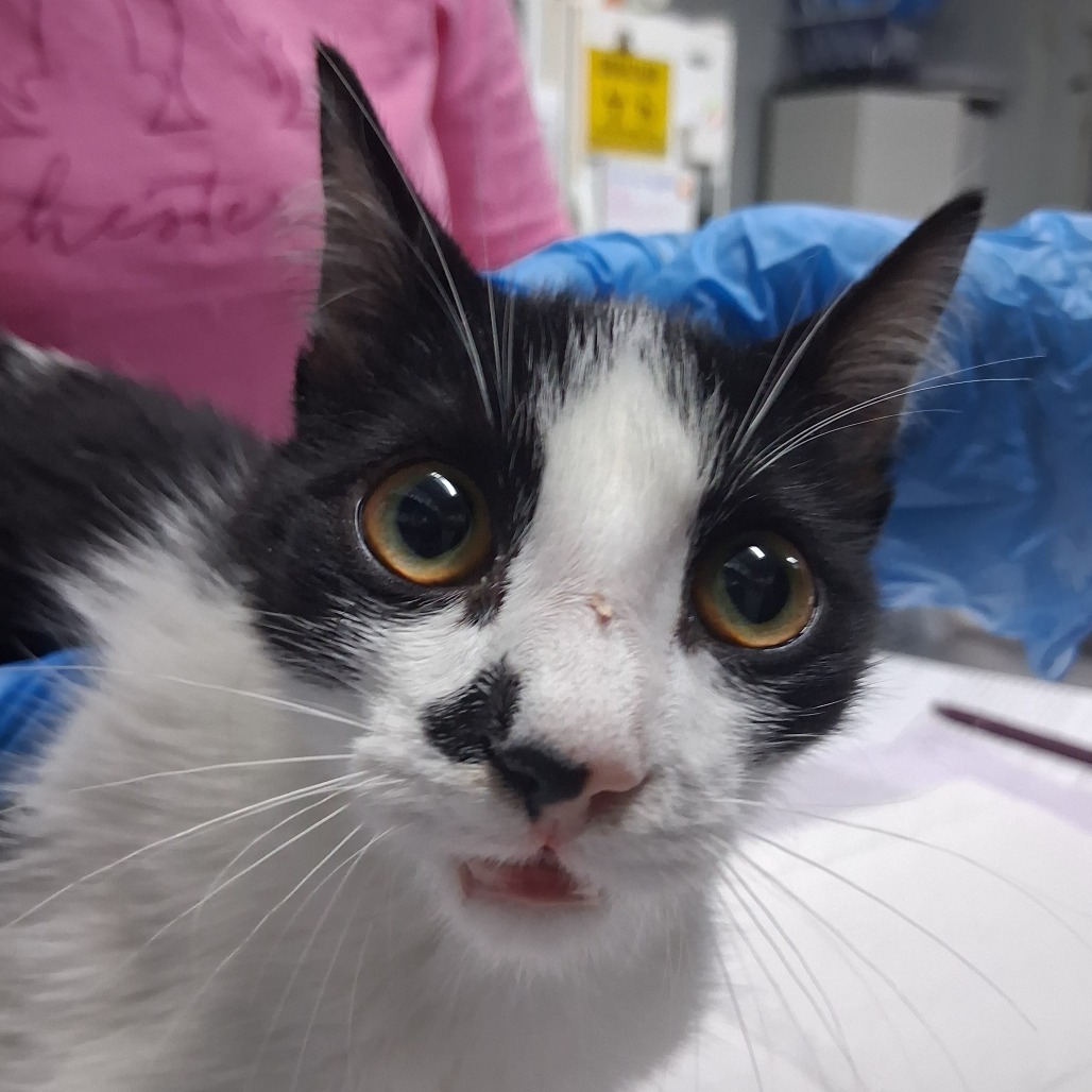 A close-up of a black and white cat with large eyes, looking curiously at the camera.