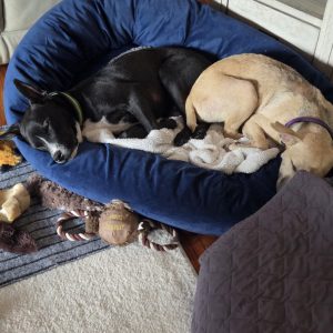 Two dogs sleep curled up together in a blue dog bed, surrounded by toys and blankets.