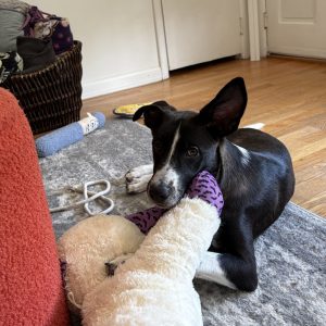 A black and white puppy playfully chews on a stuffed toy in a cozy living room.