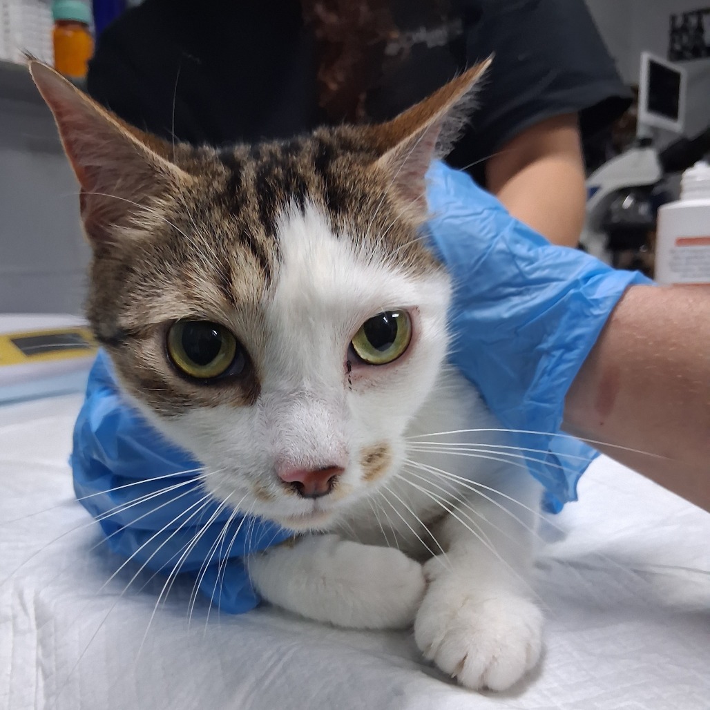 A cat with a white and brown coat rests on a table, while a person in blue gloves gently holds it.