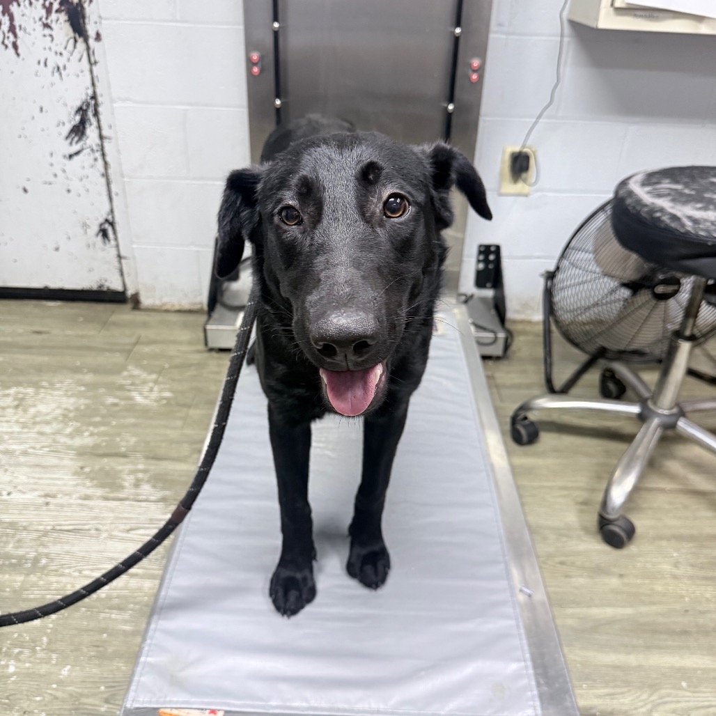 A black dog stands on a scale in a veterinary clinic, looking at the camera with its tongue out.