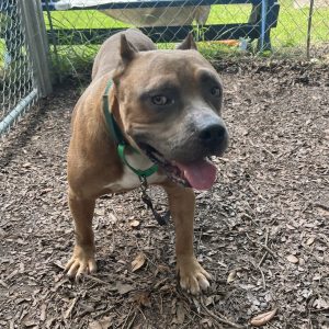 A brown dog with a green collar stands on mulch, looking happy with its mouth open.