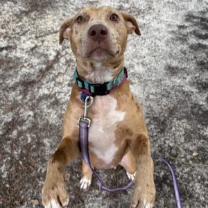 A brown dog stands on its hind legs, wearing a collar and leash, looking curiously at the camera.