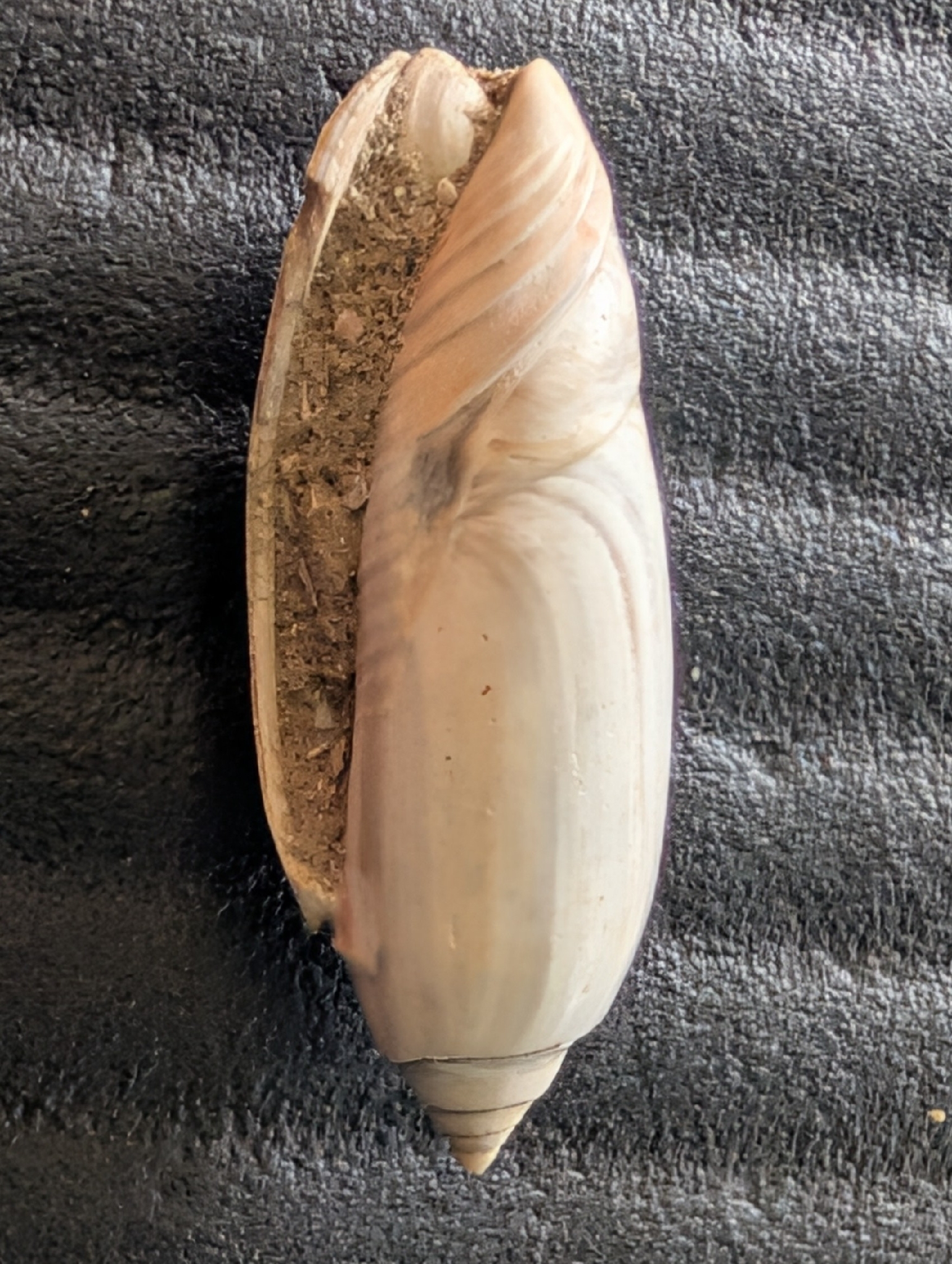 A large, smooth seashell with a spiral shape, partially opened and resting on a dark surface.