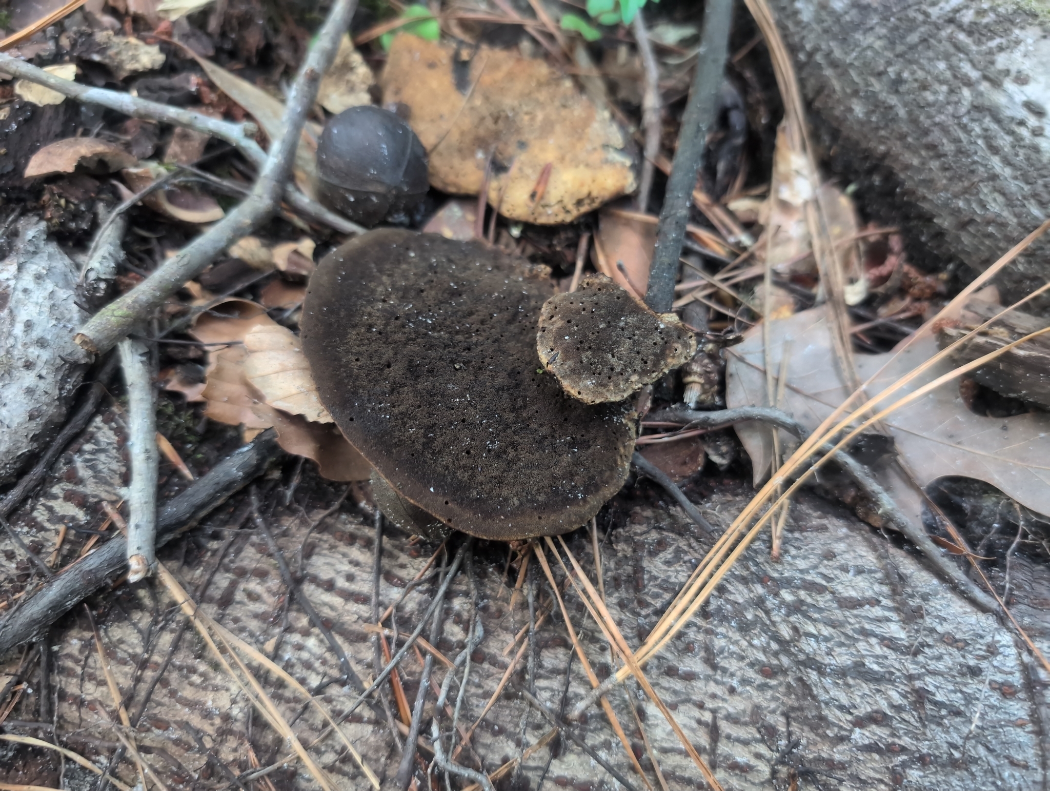 Two mushrooms grow on the forest floor among leaves and twigs.