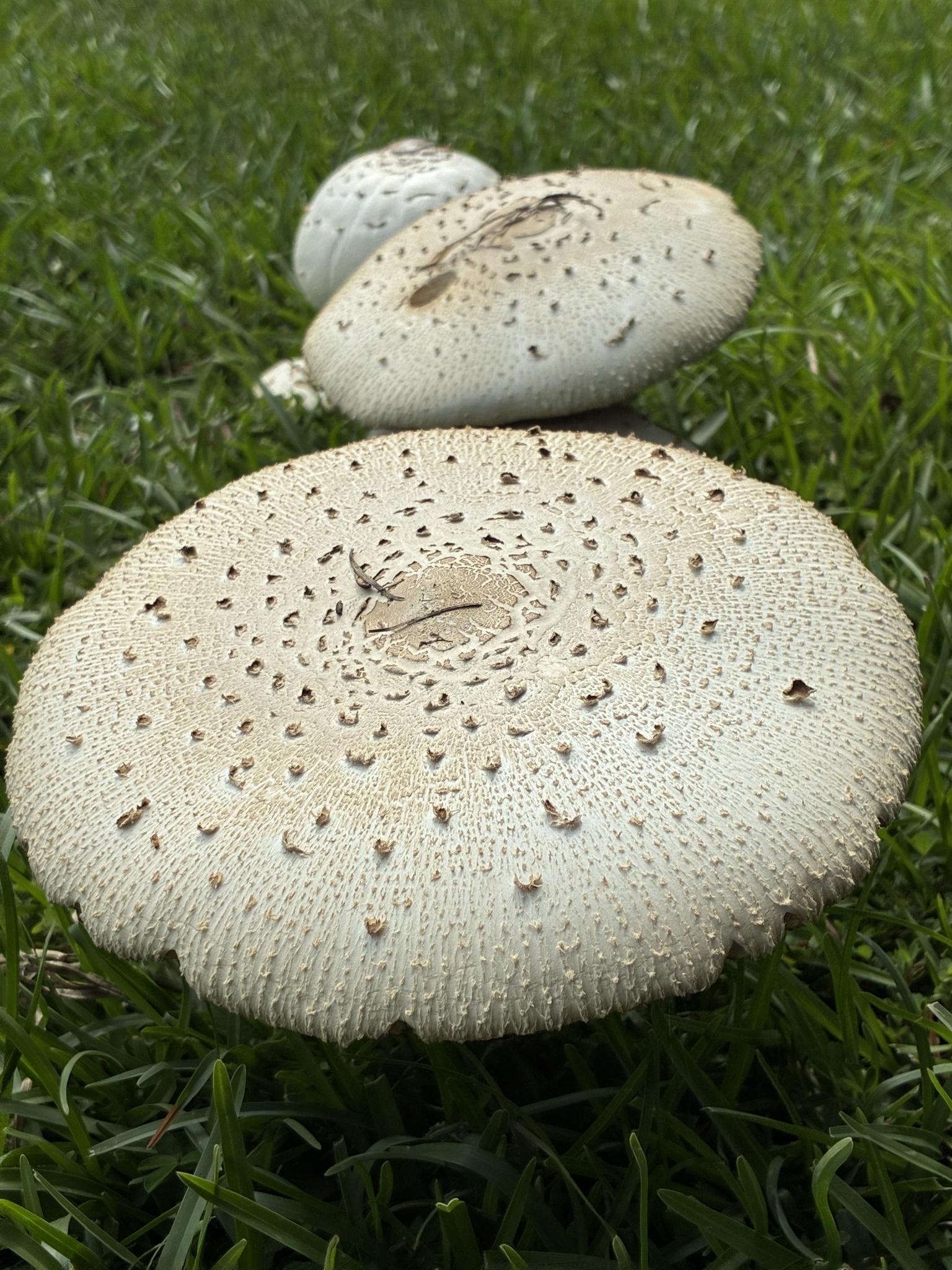 Three large mushrooms with textured caps grow on green grass.