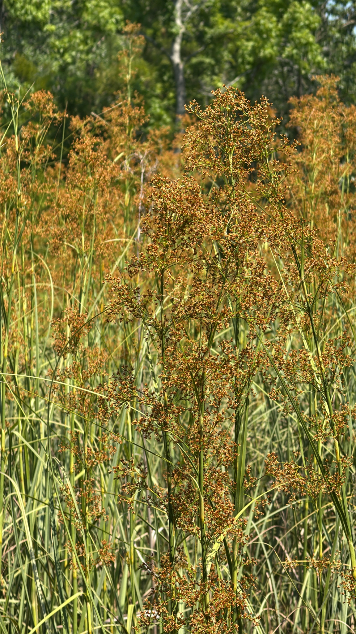 Tall grasses with clusters of small, brownish flowers in a natural setting. Green foliage in the background.