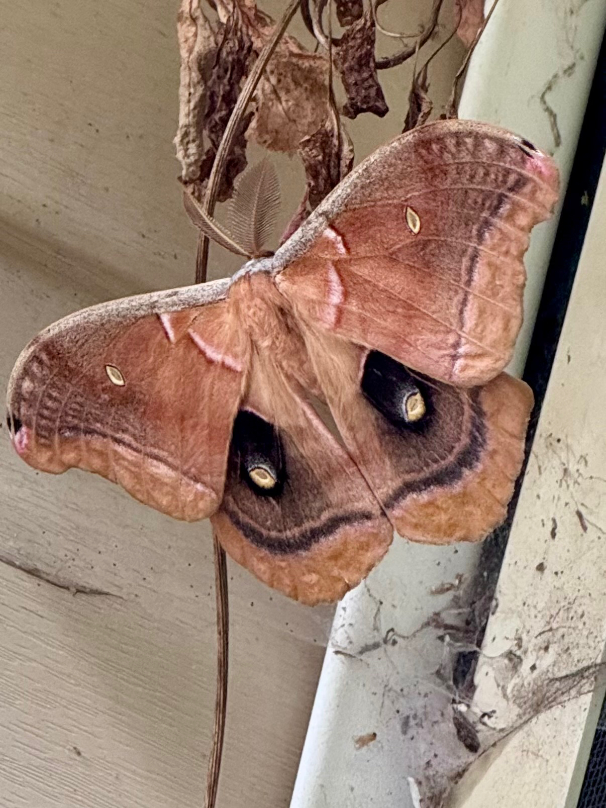 A large moth with pink and brown wings rests on a wall near dried leaves.