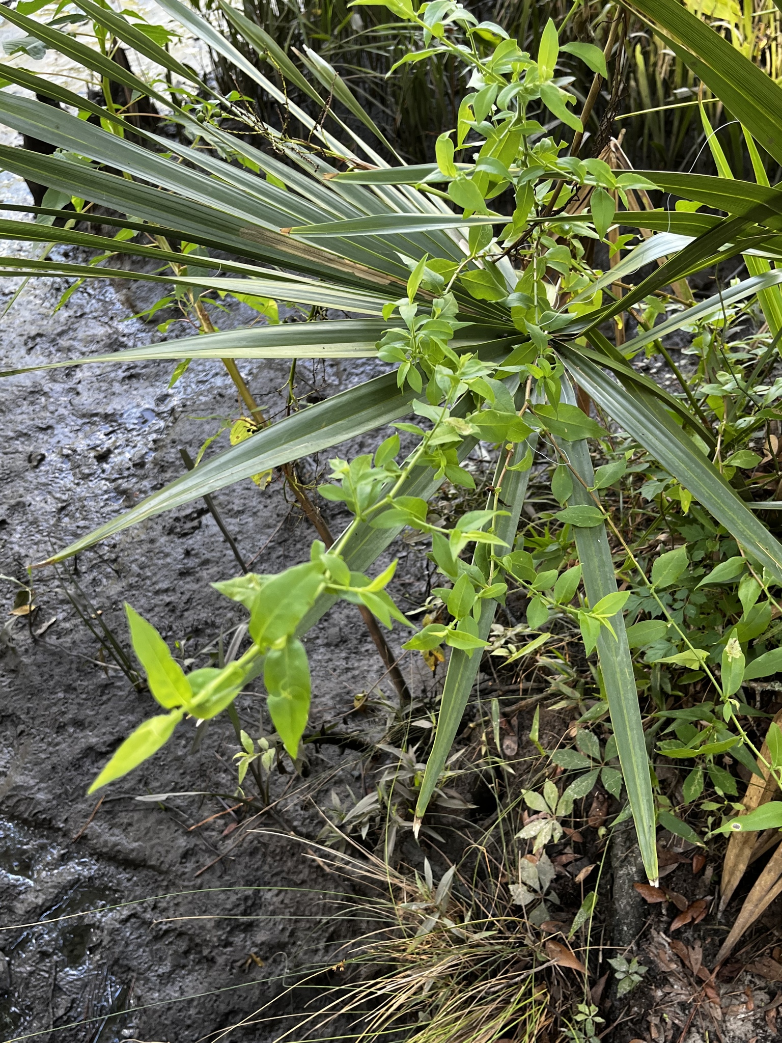 Green plants with long leaves grow near muddy ground and water.