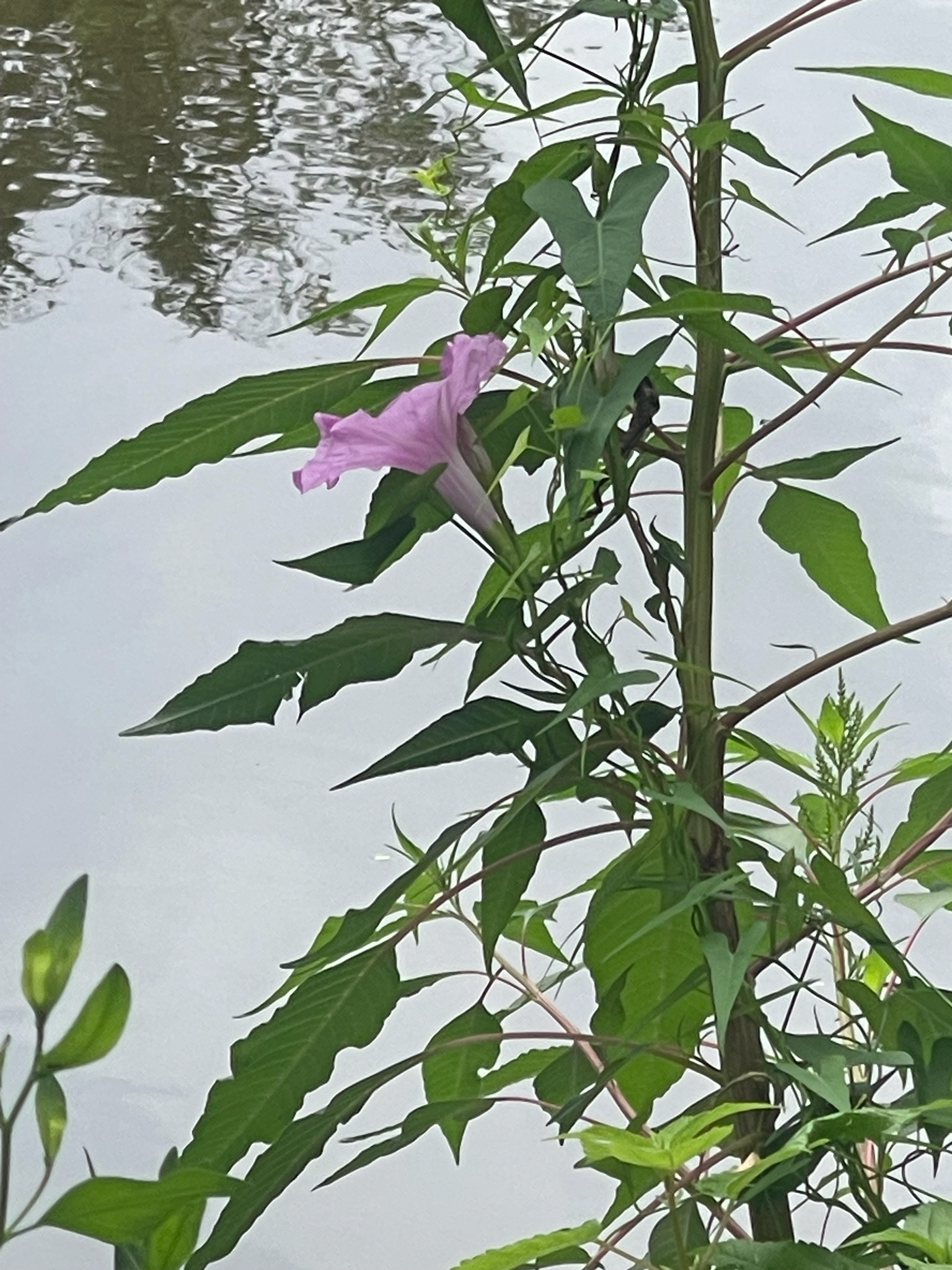 A pink flower blooms among green leaves beside a calm body of water.