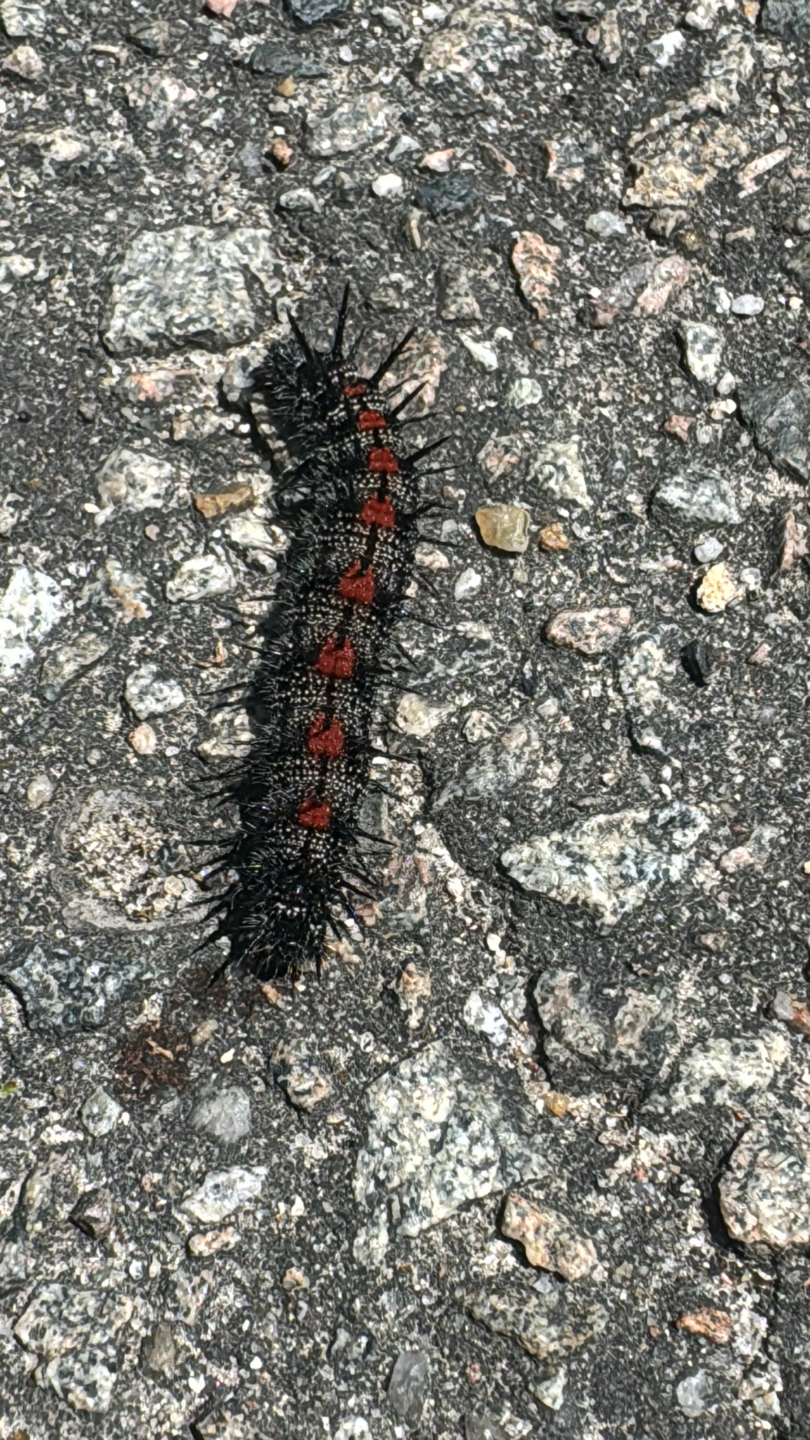 A large, spiky caterpillar with black and red markings crawls on a textured, rocky surface.