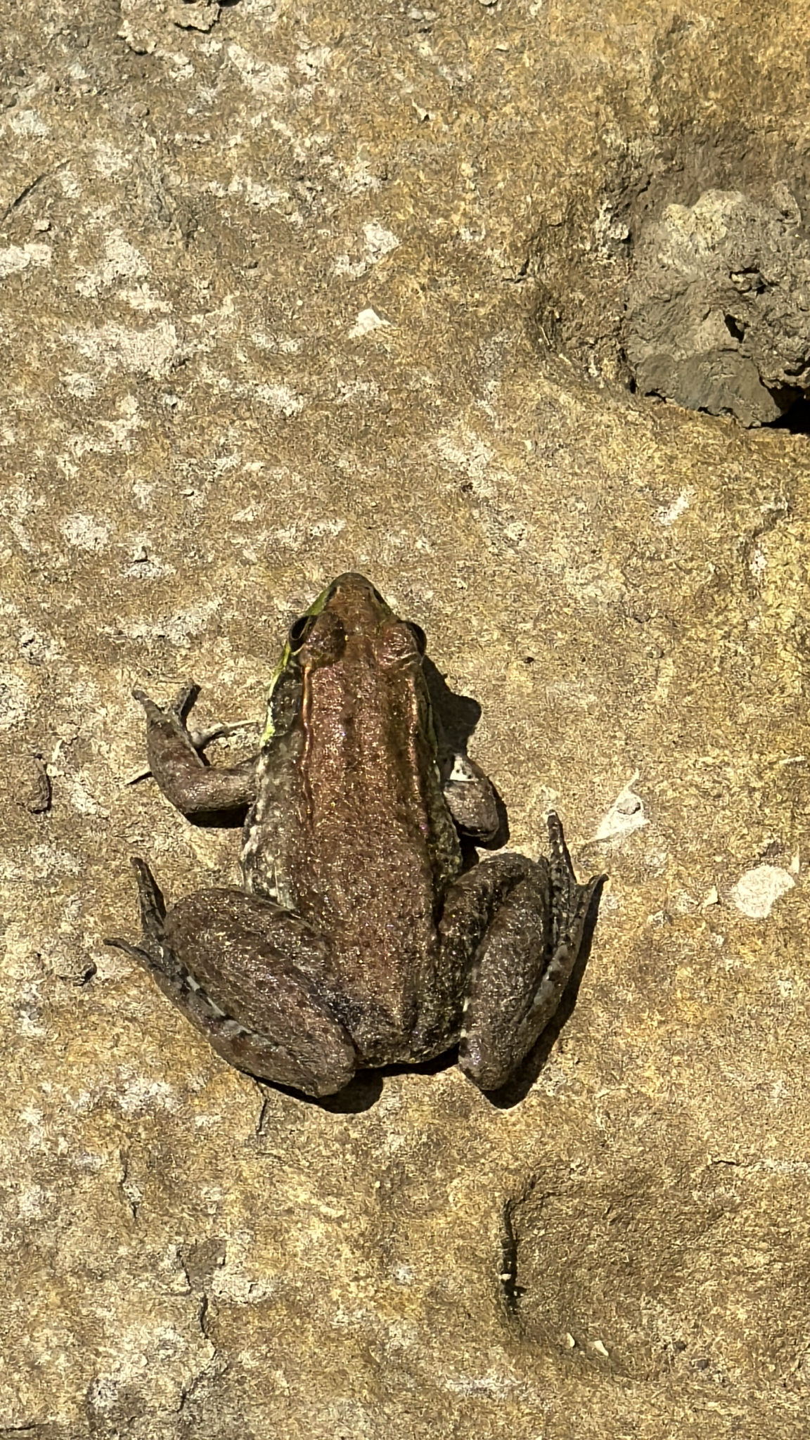 A brown frog rests on a textured rock surface, blending with its surroundings.