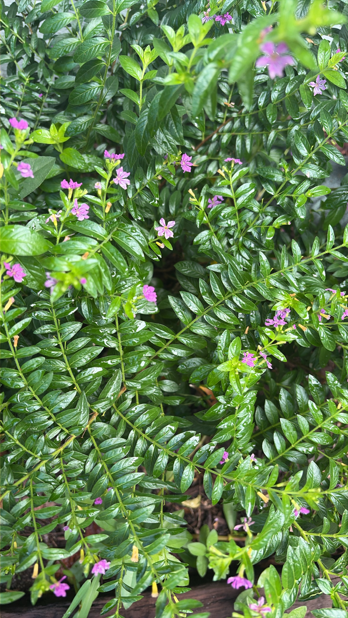 Lush green foliage with small purple flowers scattered throughout.