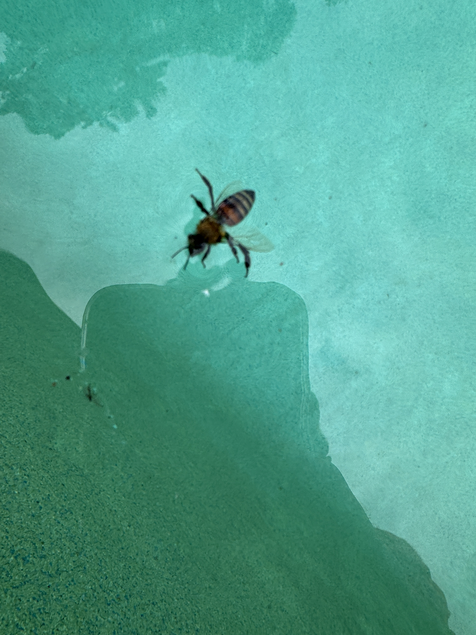 A bee floats on the surface of a turquoise pool, reflecting the surroundings.
